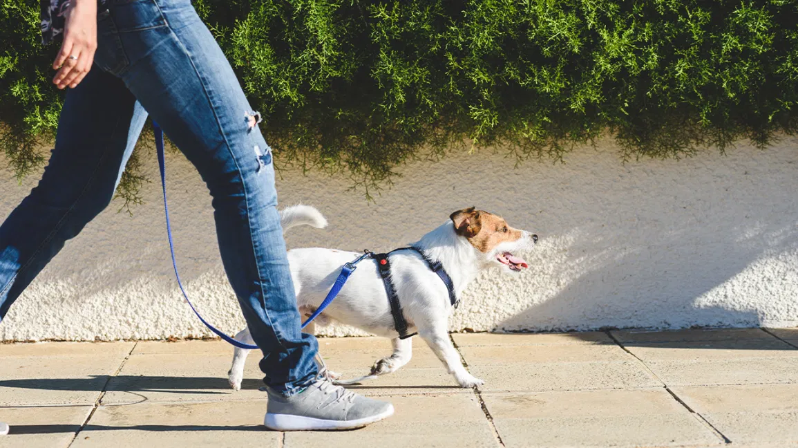Exercise for you and your dog!